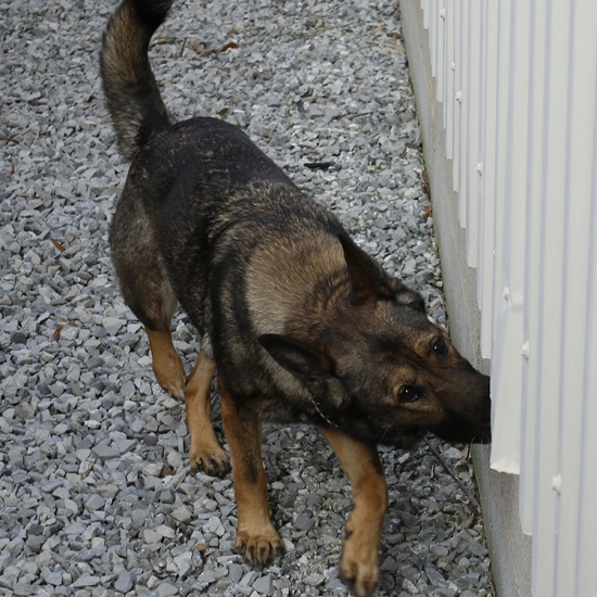 scent_detection_10-training-puppy_a